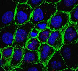 MilliporeSigma TXNIP, Mouse, Unlabeled, Clone: 3A7.1, 100&mu;g; Unlabeled:Antibodies,